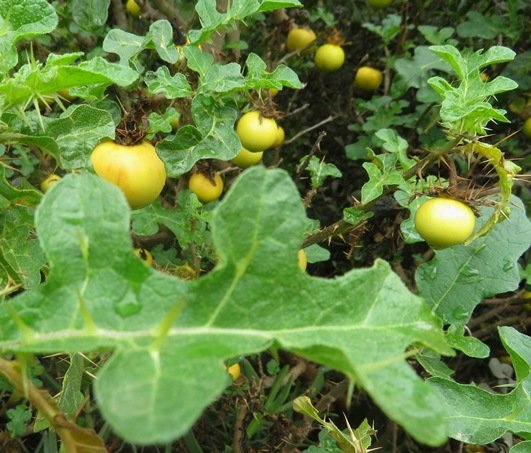 Solanum linnaeanum alternating leaf lobes